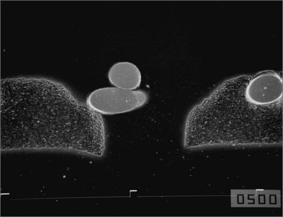 Cross-sectional image of SPC plate